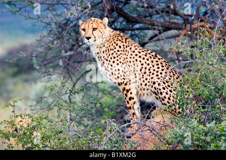 Ein Gepard (Acinonyx Jubatus) im Etosha Nationalpark, Namibia Stockfoto