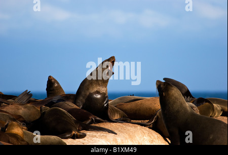 Braun Seebären (Arctocephalus percivali) auf Duiker Island, Südafrika Stockfoto