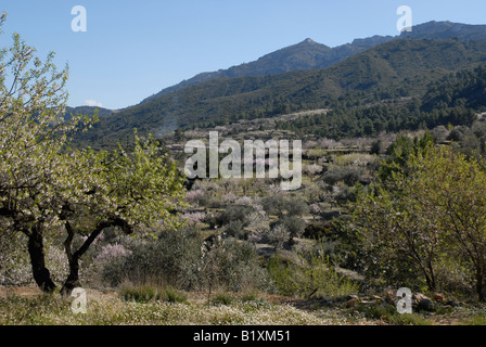 Ansicht mit Berg-Terrassen, Oliven- und Mandelbäumen Obstgärten in der Nähe von Castell de Castells, Comunidad Valenciana, Provinz Alicante, Spanien Stockfoto