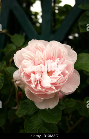 DER GROßZÜGIGE GÄRTNER ROSA. ROSE. Stockfoto