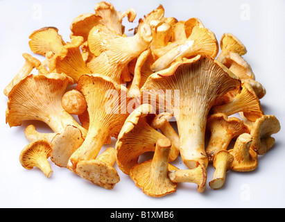 Pilze-Objekte auf weißem Hintergrund Stockfoto