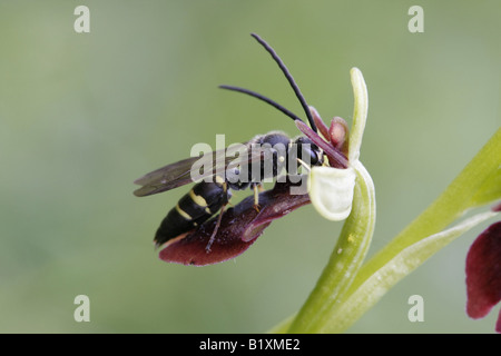 Solitäre Wespe, Argogorytes Mystaceus, Psuedocopulating auf Fliege Orchideen, Ophyrs insectifera Stockfoto