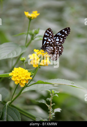 Dark Blue Tiger oder blaue glasig Tiger Schmetterling, Tirumala Septentrionis, Nymphalidae, Südasien Stockfoto