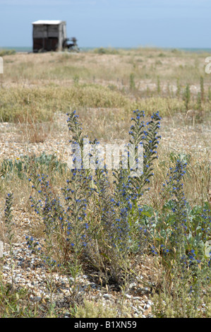 Echium Vulgare am Strand von Dungeness, Kent Stockfoto