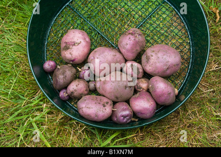 Frisch gegraben selbst angebaute "Edzell Blue" Erbe Sorte Kartoffeln im Garten Metallsieb auf Rasen Stockfoto