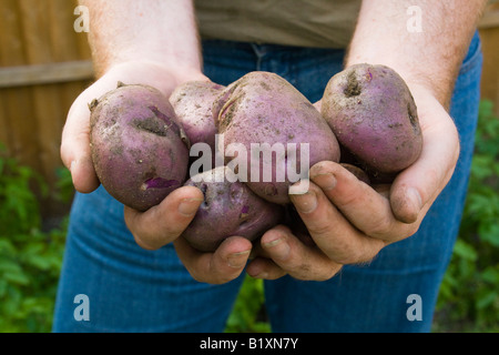 Frisch gegraben selbst angebauten "Edzell Blue" Erbe Sorte Kartoffeln in die Hände des Mannes mit Kartoffelpflanzen und Garten im Hintergrund Stockfoto