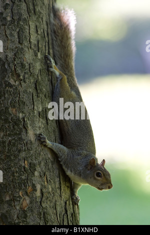 Graue Eichhörnchen Sciurus Carolinensis auf Baum-Stamm-Kent UK-Sommer Stockfoto