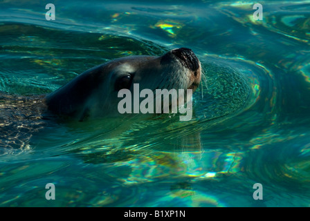 Eine Dichtung in Greene Kopf Western Australia Stockfoto