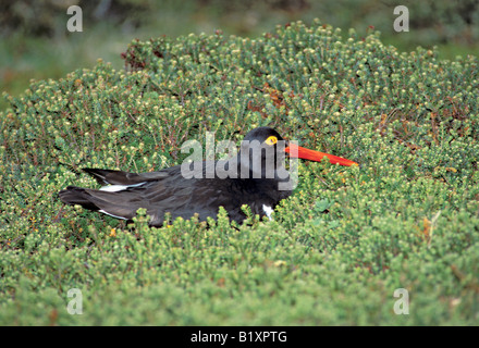 Magellan Austernfischer Haematopus Leucopodus Karkasse Insel Falklandinseln Dezember Erwachsene auf Nest Haematopodidae Stockfoto