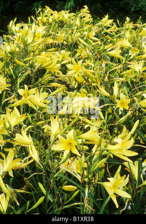 Hemerocallis 'Citrina' gelbe Blume Taglilie Gartenpflanze Masse Einpflanzen Stockfoto