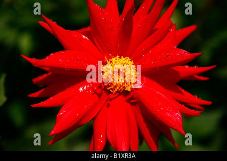 Leuchtend rote Dahlie, Nahaufnahme machro Stockfoto