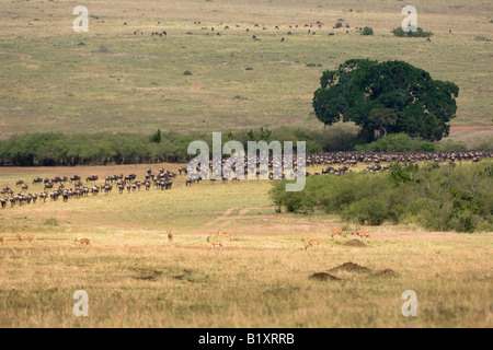 Weißen bärtigen gnus Stockfoto