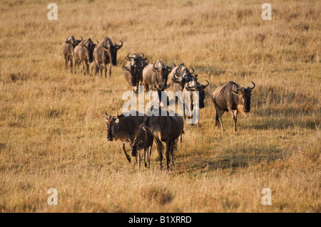 Weißen bärtigen gnus Stockfoto