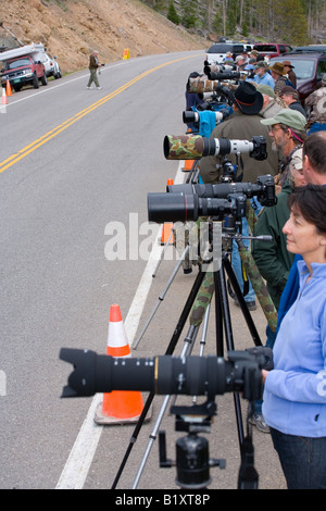 eine Reihe von Fotografen Fotografieren von Wildtieren im Yellowstone-Nationalpark, Wyoming Stockfoto