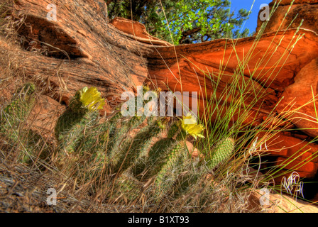 HDR-Bild eines Canyons Stockfoto