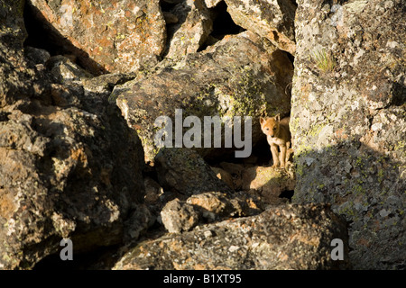 Welpe der Kojote (Canis Latrans) im Yellowstone-Nationalpark, Wyoming Stockfoto