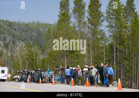 eine Reihe von Fotografen Fotografieren von Wildtieren im Yellowstone-Nationalpark, Wyoming Stockfoto