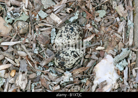 Killdeer Nest Stockfoto