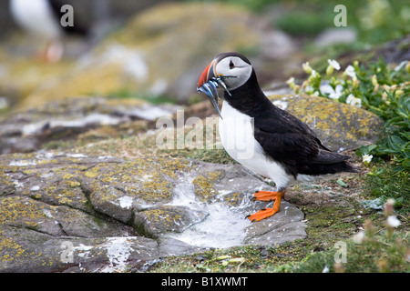 Papageitaucher (Fratercula Arctica) tragen Sandaale Stockfoto