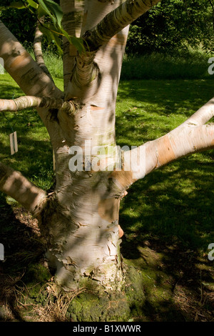 Erman s Birke Stamm Stockfoto