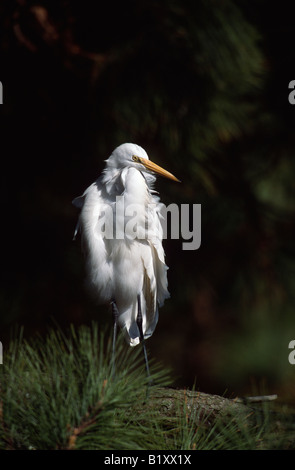 Silberreiher (Ardea Alba) thront in Pinie mit schwarzem Hintergrund Stockfoto