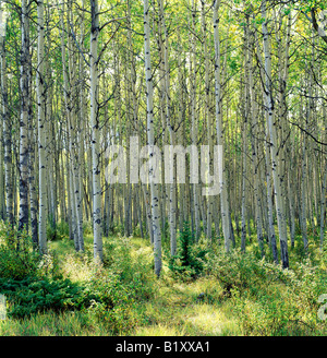 Hain der Hintergrundbeleuchtung Aspen Bäume in der Nähe von Pyramid Lake, Jasper Nationalpark, Alberta, Kanada Stockfoto