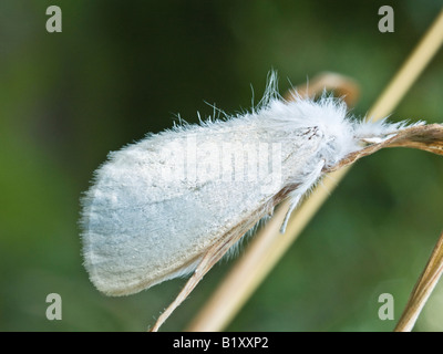 Braun Tailed Tussock Moth weibliche Euproctis Chrysorrhoea (Lymantriidae) Stockfoto