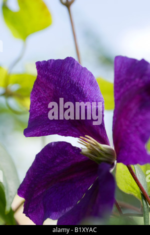 Tief Violette Clematis einzelne Blume Nahaufnahme Stockfoto