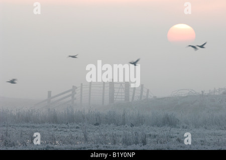 Sonnenaufgang über dem Elmley Marshes im Winter, Kent, England. Stockfoto