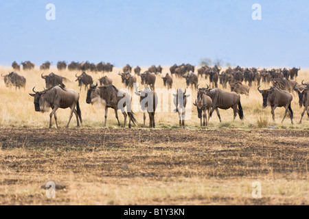 Weißen bärtigen gnus Stockfoto