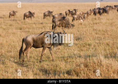 Weißen bärtigen gnus Stockfoto