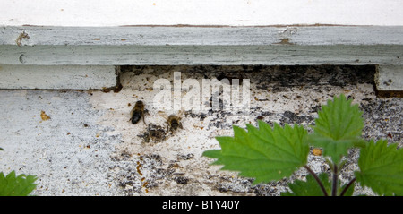 Bienen verlassen und betreten ihren Bienenstock Stockfoto