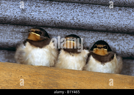 Hirundo Rustica auf eine Garage Dachbalken schluckt Stockfoto