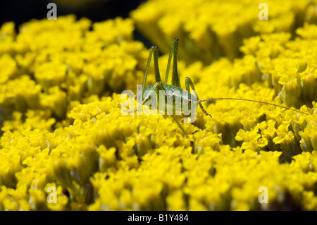 Ein Speckled Bush Cricket auf einer Schafgarbe Blume in Denman Gardens Fontwell West Sussex UK Stockfoto