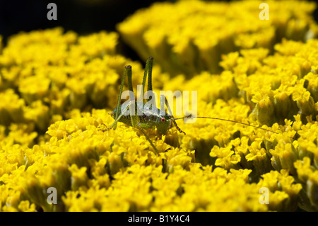 Ein Speckled Bush Cricket auf einer Schafgarbe Blume in Denman Gardens Fontwell West Sussex UK Stockfoto