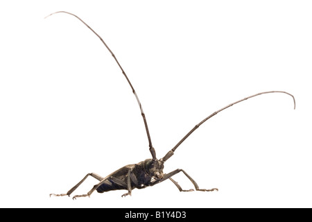 graue Käfer - Steinbock Käfer mit langen Fühlern isoliert auf weiss Stockfoto