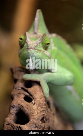 Jemen Chamäleon verschleiert aka Kegel-vorangegangene Chamäleon oder Casqued Chamäleon Chamaeleo Calyptratus, Saudi-Arabien und Jemen Stockfoto