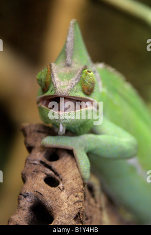 Jemen Chamäleon verschleiert aka Kegel-vorangegangene Chamäleon oder Casqued Chamäleon Chamaeleo Calyptratus, Saudi-Arabien und Jemen Stockfoto