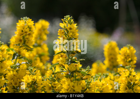 Gilbweiderich (Lysimachia Trommler) Stockfoto