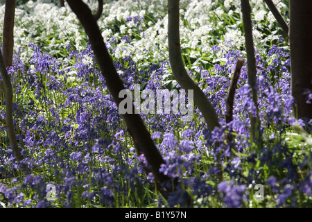 Woodland-Szene von Ash Setzlingen Silhouette vor dem Hintergrund der Glockenblumen und Bärlauch in Menstrie Wood. Stockfoto