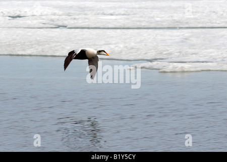 Gemeinsamen Eiderente, Somateria Mollissima, Banks Island, kanadischen Arktis herumfliegen. Stockfoto