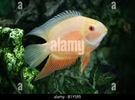 Papagei Cichlid, Hybrid Süßwasserfische Stockfoto