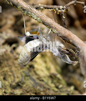 Totblättrige Mantis, Deroplatys lobata. Malaysia, Südostasien Stockfoto