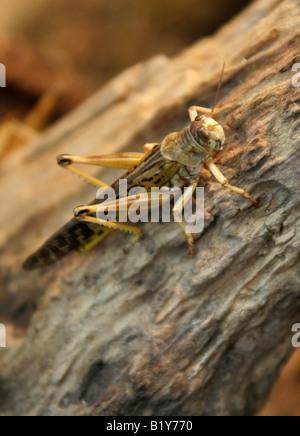 Desert Locust, Schistocerca Gregaria. Nordafrika und dem Nahen Osten. Stockfoto