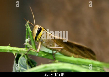 Thai Grasshopper, Oxya Hyla. Thailand