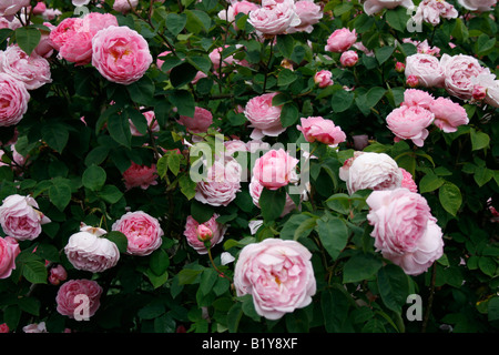 Rosa Strauch-Rose - Rosa Constance Spry Stockfoto