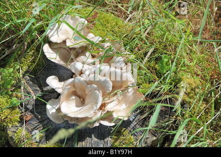 Austernpilze wachsen auf einem Baumstumpf Stockfoto