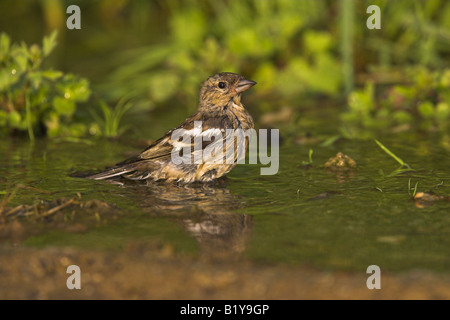 Buchfink Fringilla Coelebs Weibchen Baden in kleinen Süßwasser-Pool in der Nähe von Agiassos, Lesbos, Griechenland im April. Stockfoto