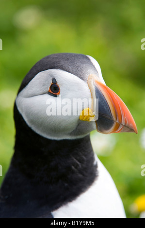 Fratercula Arctica. Papageitaucher Kopf hautnah Skomer Island, Wales Stockfoto