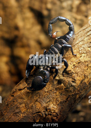 Imperial oder Kaiser Skorpion, Pandinus Imperator. West-Afrika. Stockfoto